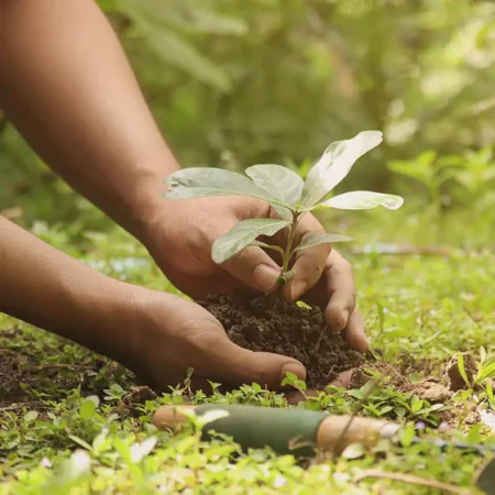 Employés d'OKNOPLAST plantant des arbres dans la forêt OKNOPLAST