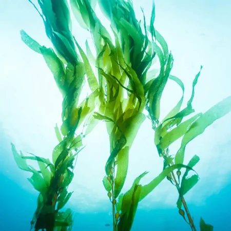 Projet Replant de Marevivo pour la restauration des écosystèmes marins